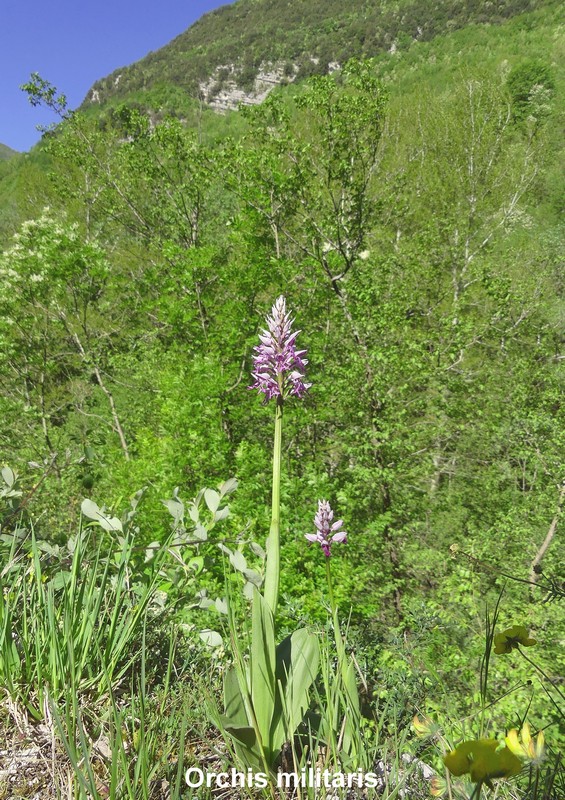 Le orchidee di Vallepietra nel Parco Naturale dei Monti Simbruini (Roma).